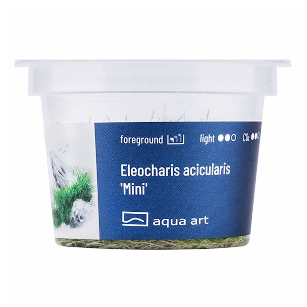 Eleocharis Acicularis 'Mini' In Vitro Kubek.jpg